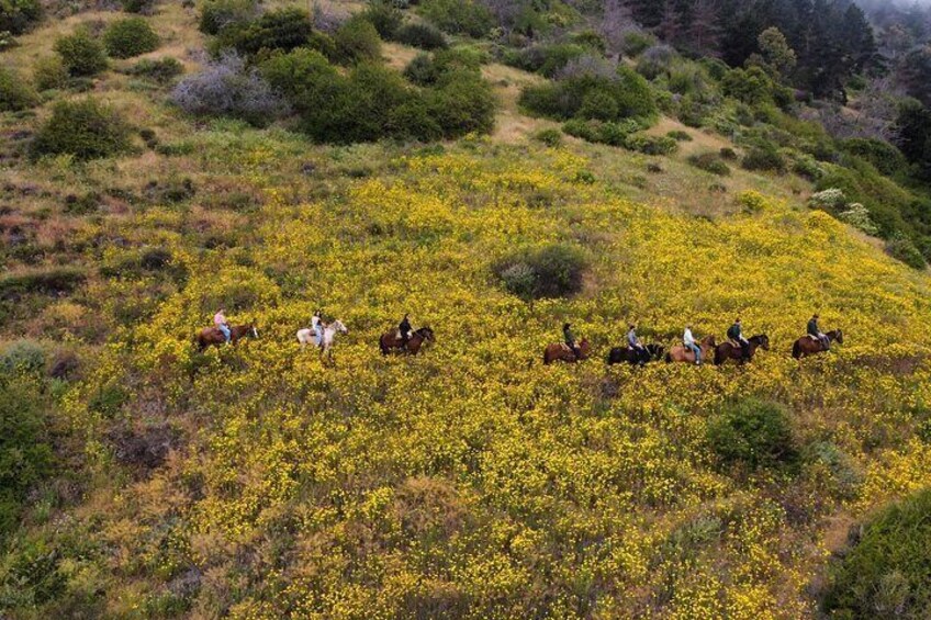 Zapallar and Papudo Tour with Penguins and Horseback Riding 5