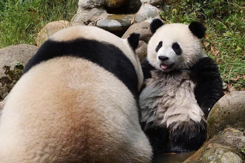 Skip Crowed Dujingyan Panda Tour Option Red Panda Interactive 2