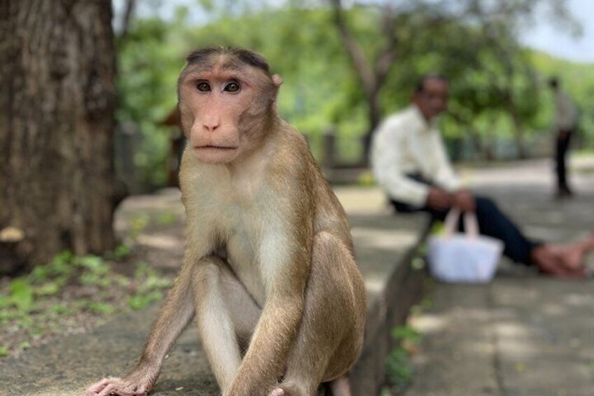 A monkey sitting on a concrete path with trees in the background. 4