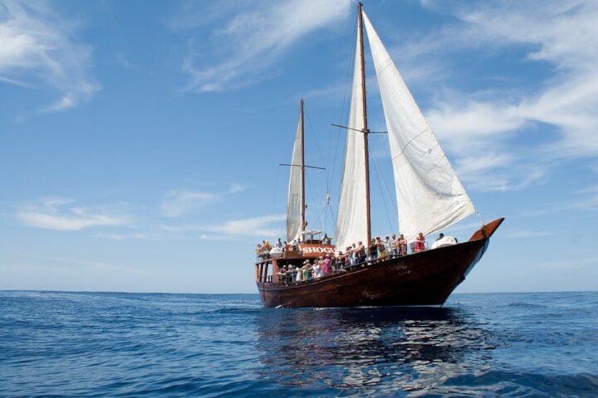 Respectful Whale Watching on a Wooden Boat and Swim 2