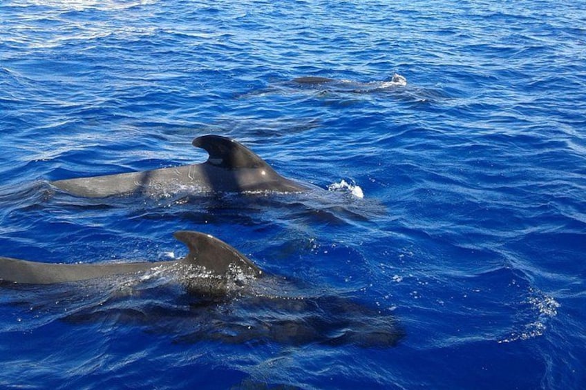 Two dolphins swimming in the ocean. 2