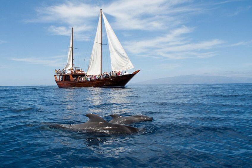 A sailing boat with people on deck and dolphins swimming in the water. 1