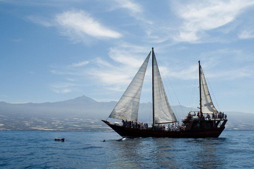 Respectful Whale Watching on a Wooden Boat and Swim 2