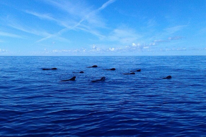 A group of dolphins swimming in the ocean under a clear blue sky. 2