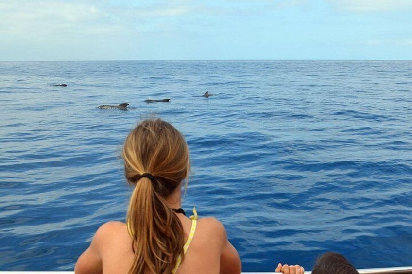 Respectful Whale Watching on a Wooden Boat and Swim 3