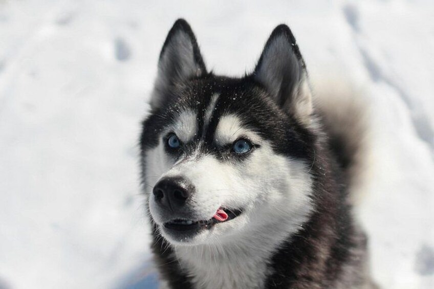 A husky with a snowy background. 5