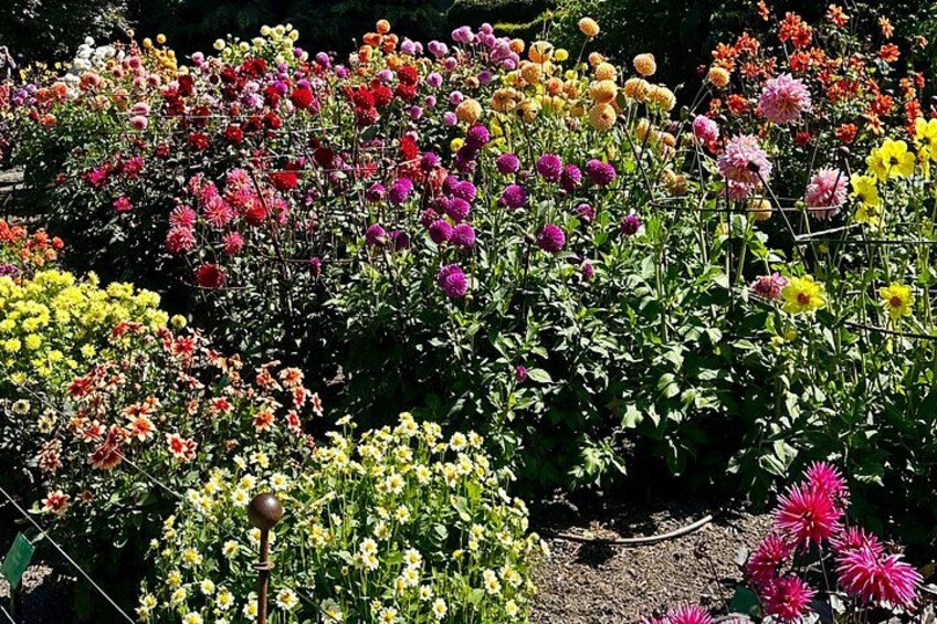 A garden with various colorful flowers. 4