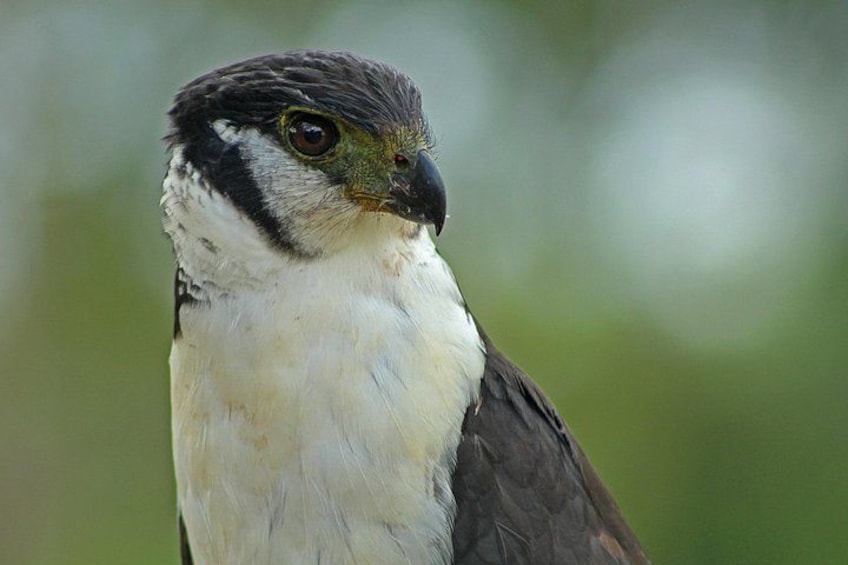 A bird with a white chest and dark wings, set against a blurred green background. 3