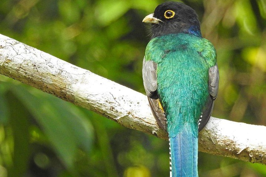 A bird with green and blue feathers perched on a branch. 2