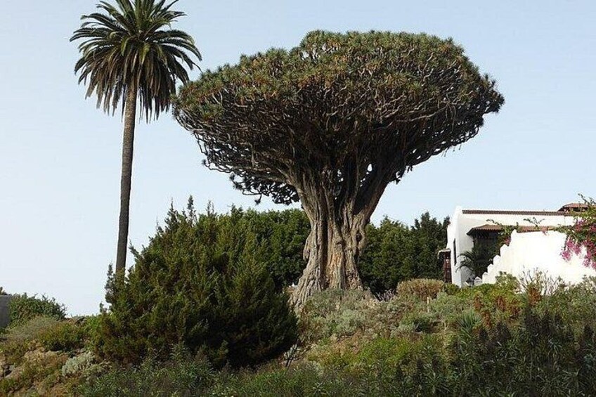 Tenerife: Giants, La Orotava, Icod and Candelaria - Guide included 5
