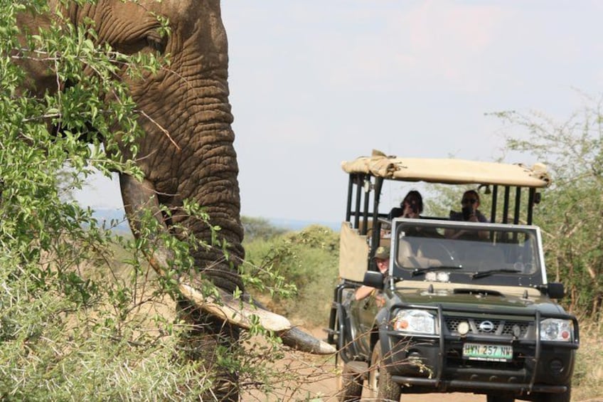 Safari køretøj med passagerer, en elefant og et naturligt landskab. 1