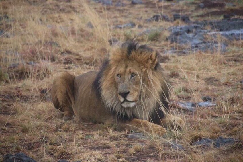 Male Lion 5
