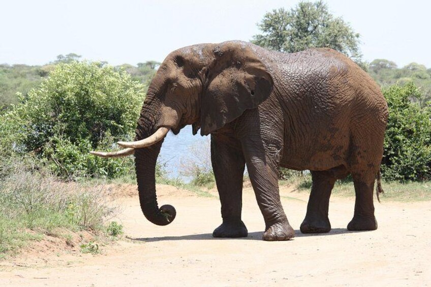 Kruger Park Elephant Bull 4