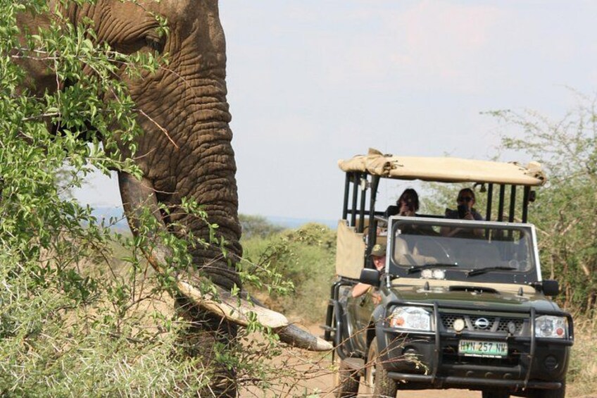 En safaribil med passagerer, der observerer en elefant. 1