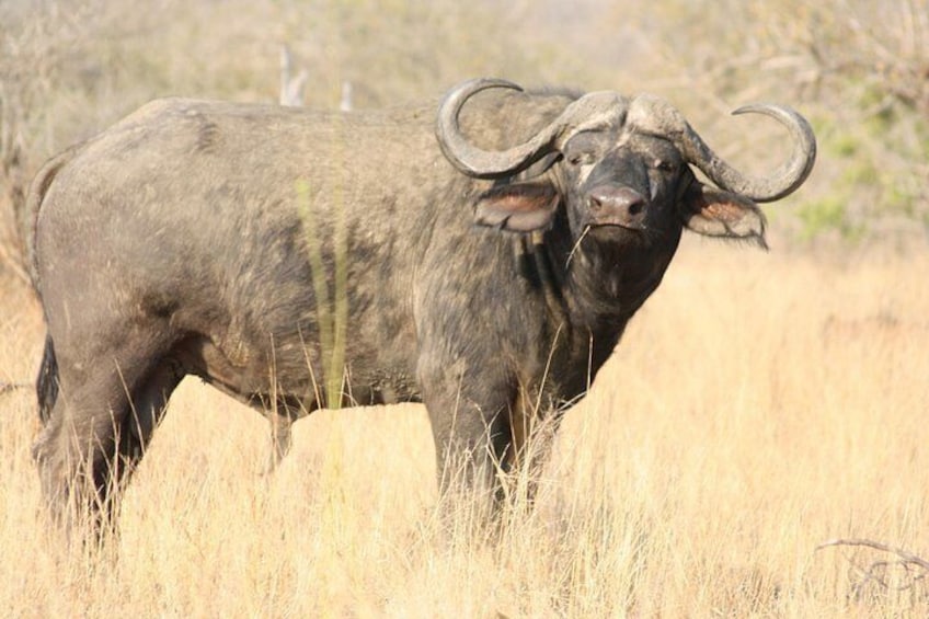 Kruger National Park Full Day Game Drive 3