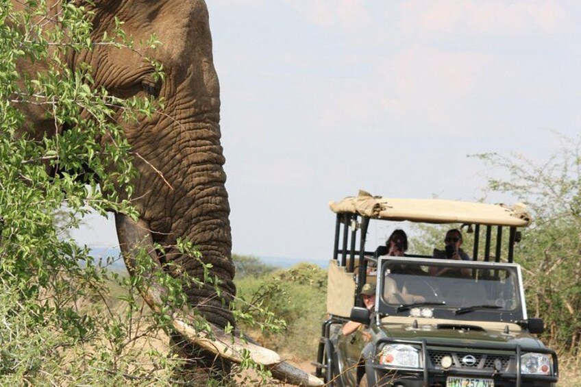 Un elefante caminando junto a un vehículo con personas adentro. 3