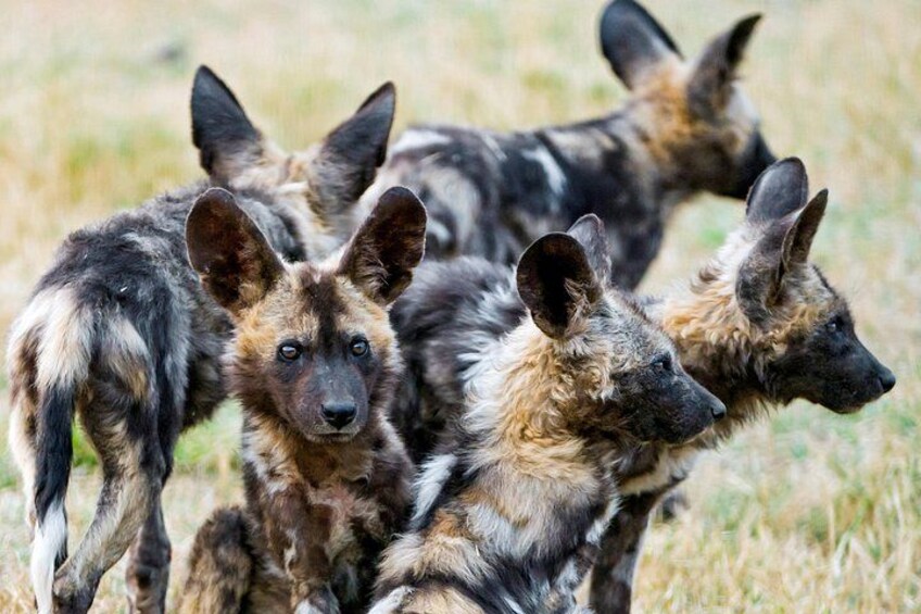 Un grupo de perros salvajes africanos en un campo de hierba. 1