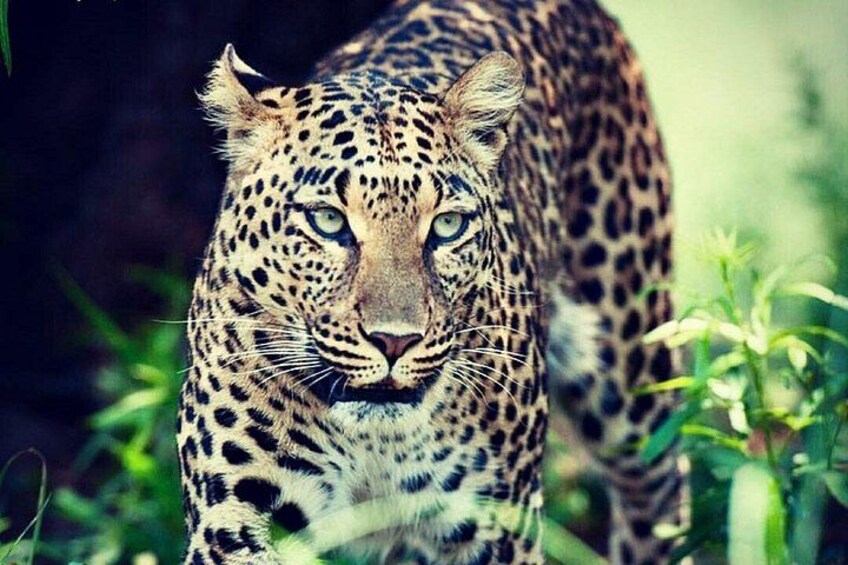 Un leopardo de pelaje moteado, rodeado de follaje. 5