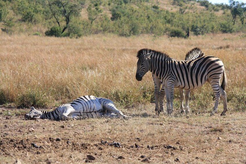 Una cebra recostada en el suelo con otra cebra de pie cerca en un campo de hierba. 2
