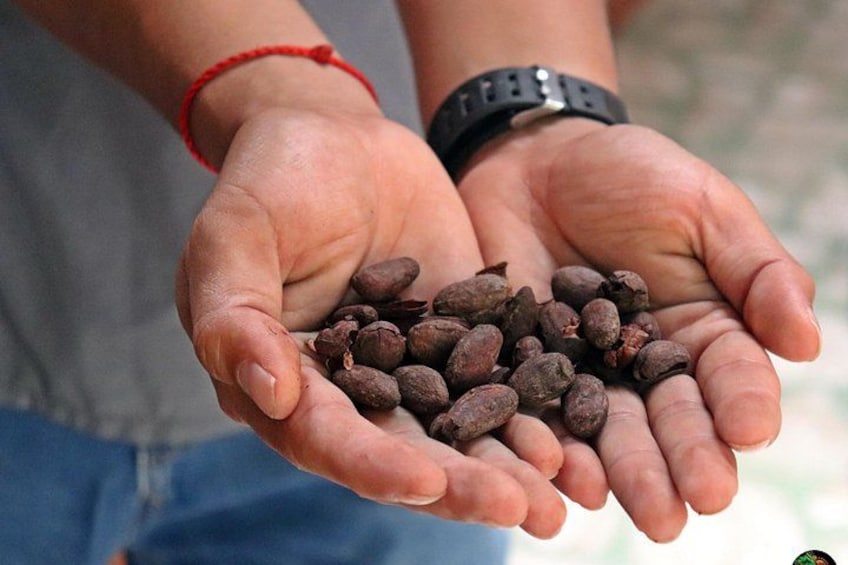 A person holding several coffee beans in their open hands. 4