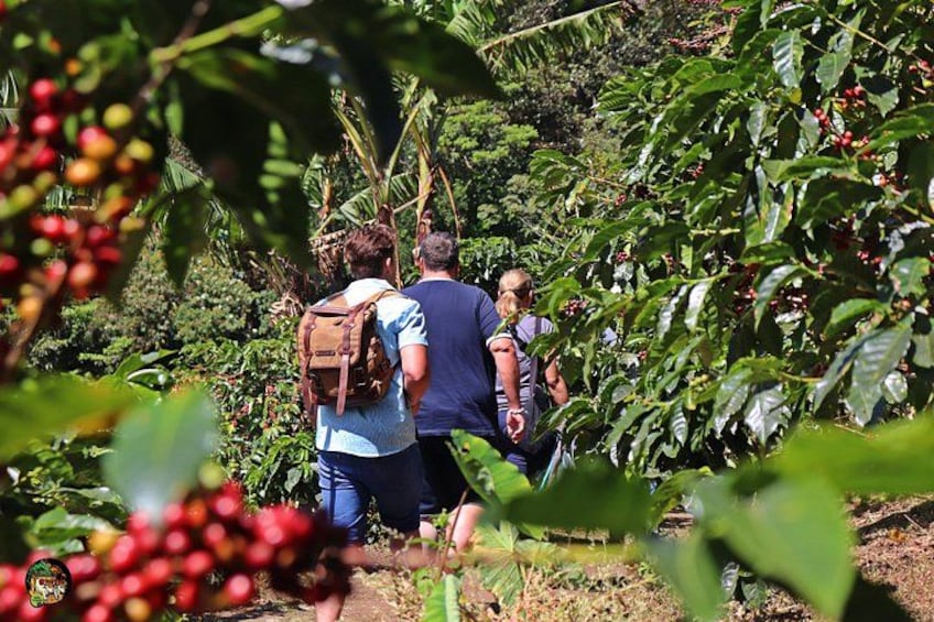 Two people walking through a coffee plantation with lush greenery and coffee plants. 1