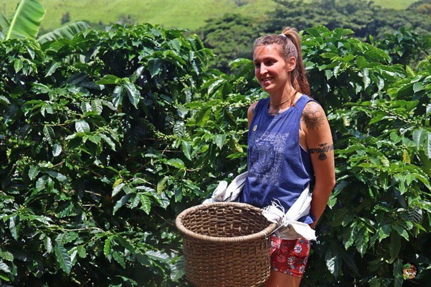 A person in a field of coffee plants, holding a basket. 5