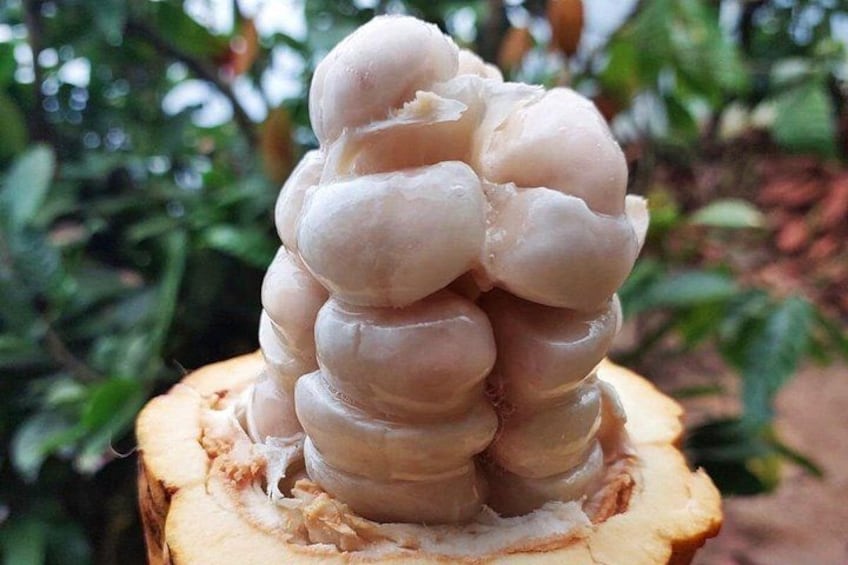 A close-up of a gnarled, multi-layered fruit with a rough texture, possibly a type of tropical fruit, set against a blurred green leafy background. 3