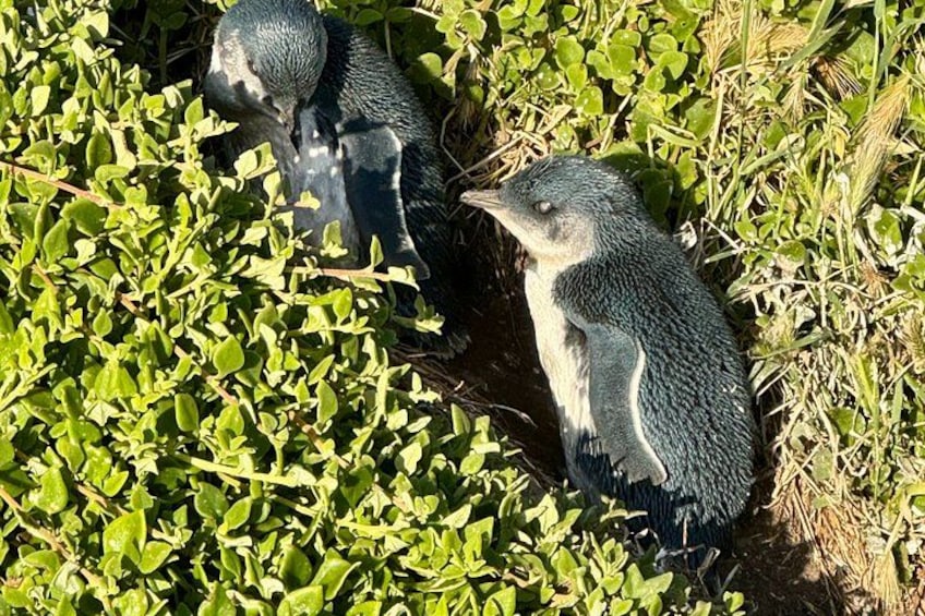 Inverloch Coast & Phillip Island Penguin Parade | Private Tour 3
