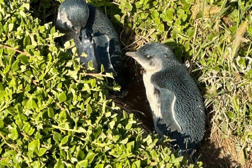Two penguins in a natural setting with green foliage. 3