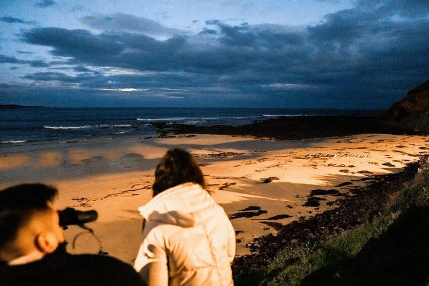 Little penguins returning to shore at the Penguin Parade, Phillip Island. 2