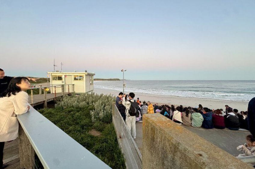 Phillip Island Private Tour: Bunurong Coast & Penguin Parade 3
