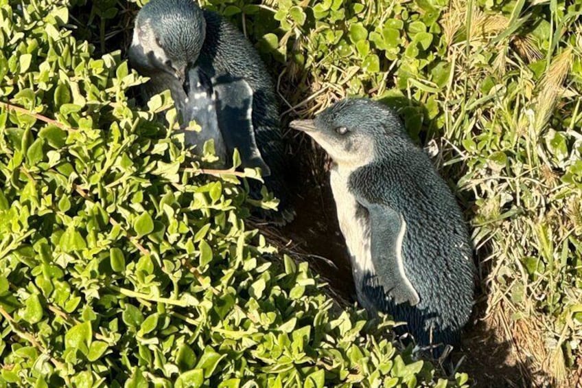 Phillip Island Private Tour: Bunurong Coast & Penguin Parade 4