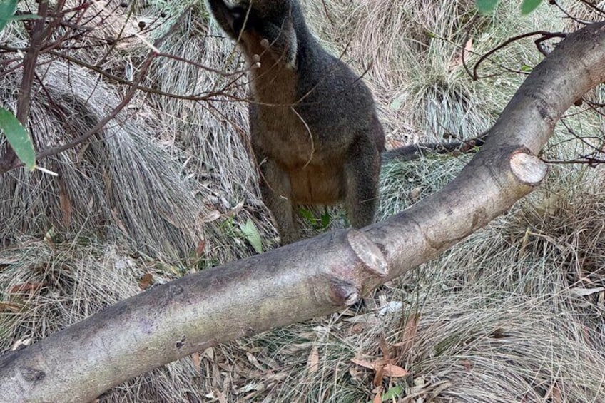 Phillip Island Private Tour: Bunurong Coast & Penguin Parade 2