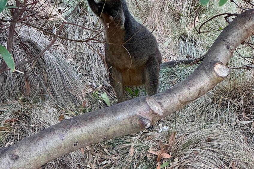 A monkey standing on a branch in a dry, grassy area with sparse vegetation. 3