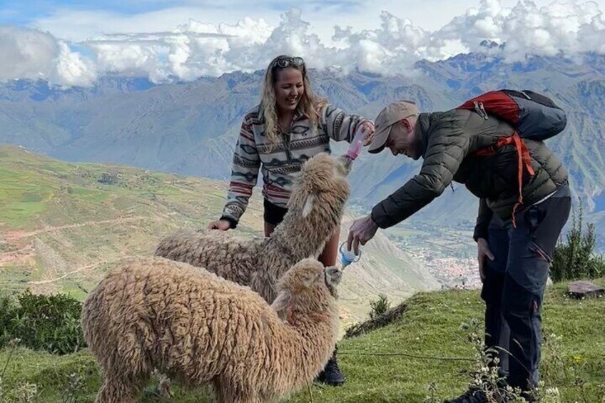 Two people interacting with a sheep on a grassy hillside with a mountainous backdrop. 5