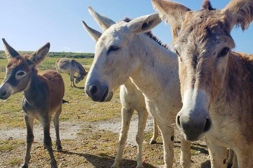 A visit with the lovely Donkeys 2