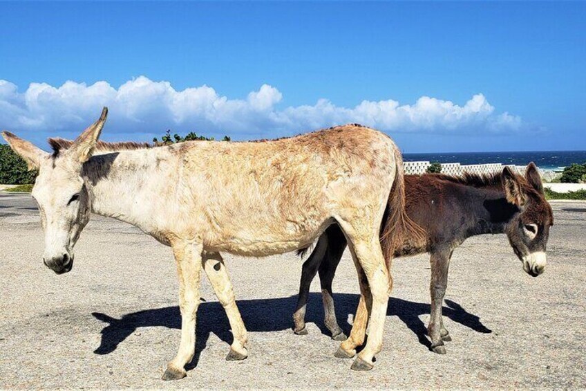 Visit the Donkeys at the Donkey Sanctuary