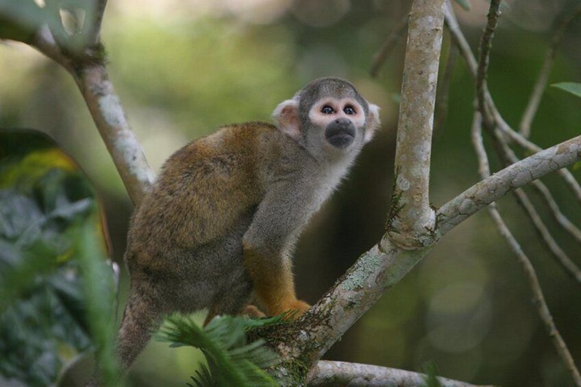 A monkey on a tree branch in a forested area. 2