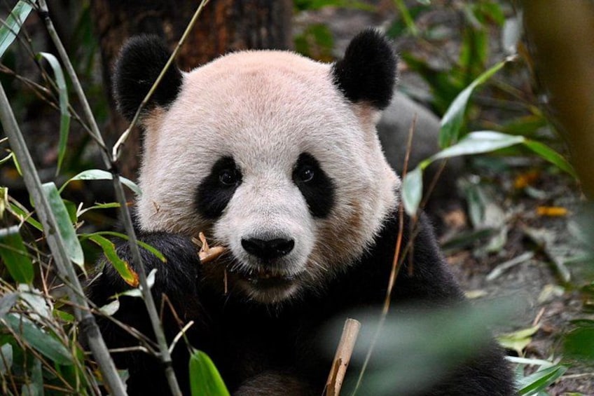 A panda resting among bamboo. 1