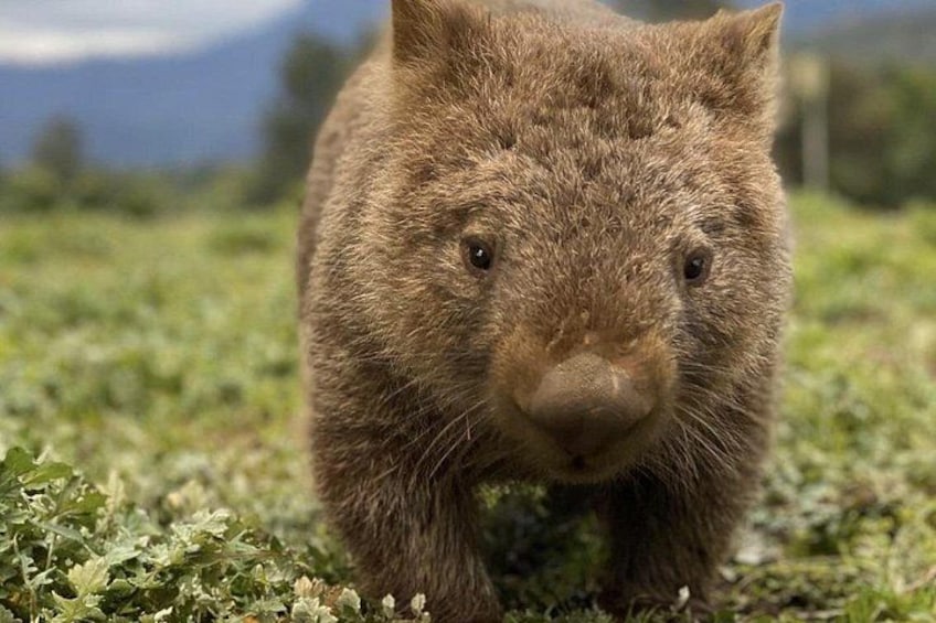 A wombat in a grassy field with mountains in the background. 2