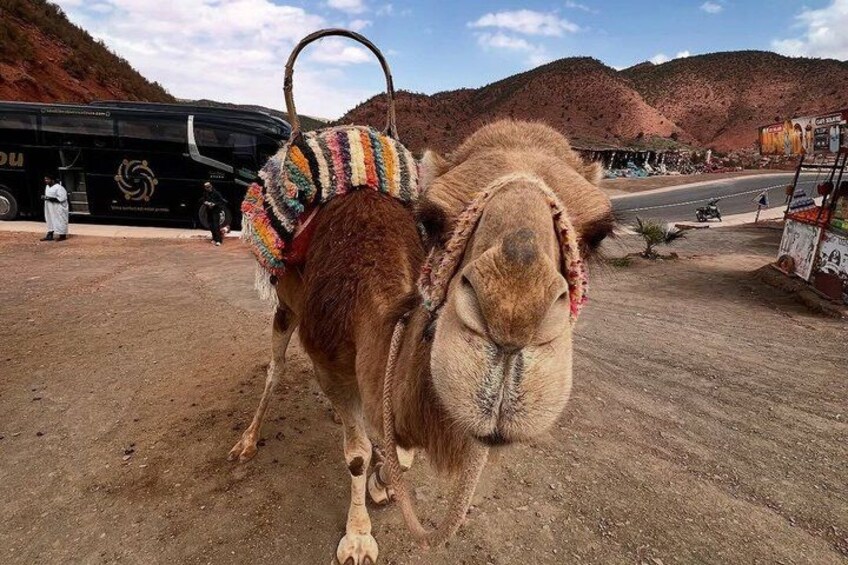Un camello con una manta colorida, un autobús y un paisaje desértico con montañas al fondo. 4