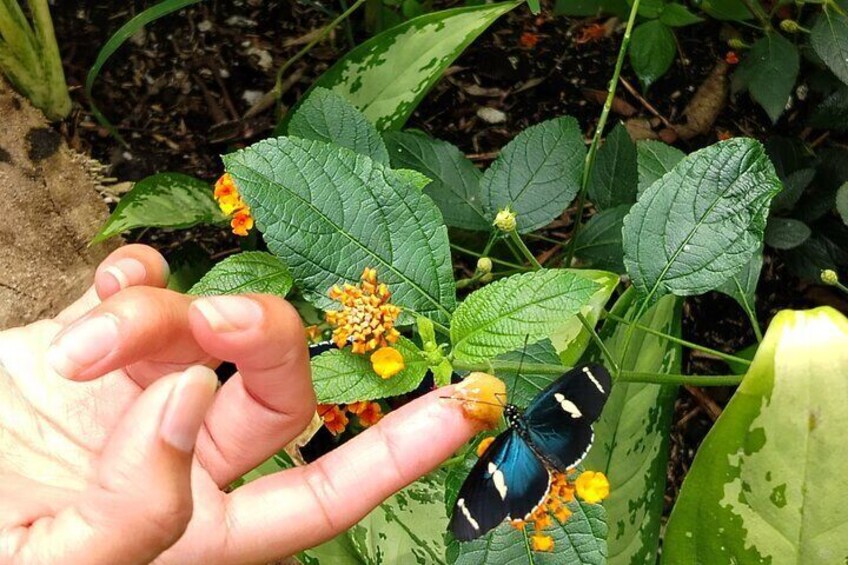 A hand holding a butterfly with black and white wings near a plant with yellow flowers. 2