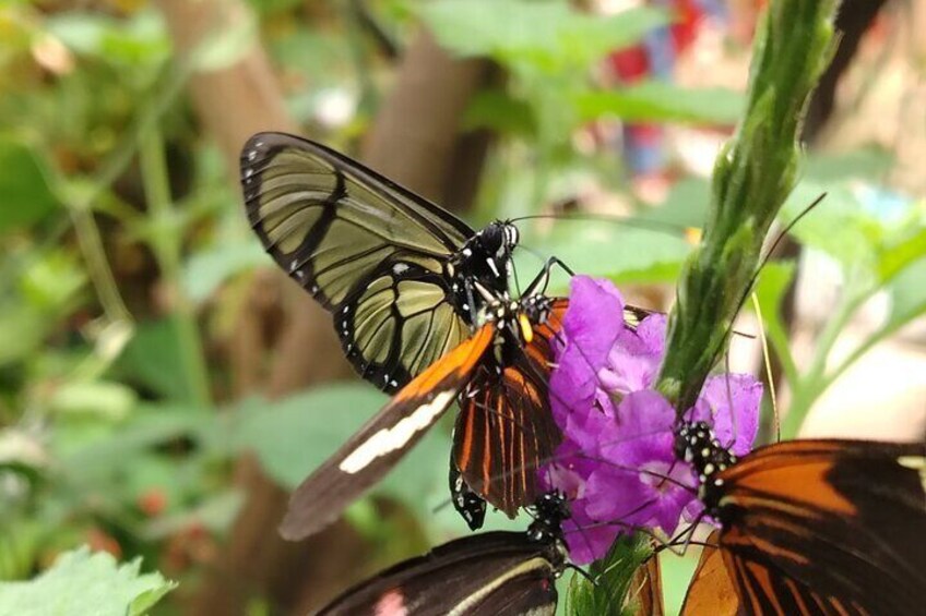 Two butterflies on purple flowers. 4