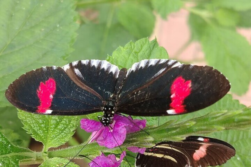 A butterfly with black wings and red spots on a purple flower. 3