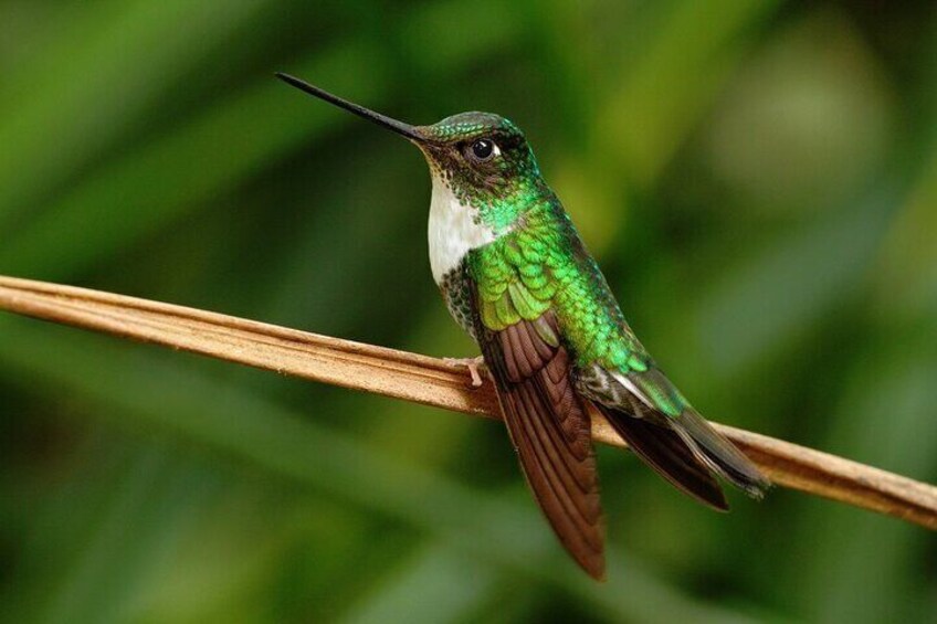 A hummingbird perched on a branch. 1