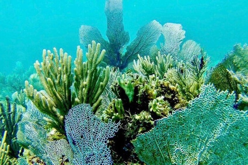 Private boat snorkeling in Puerto Morelos 5