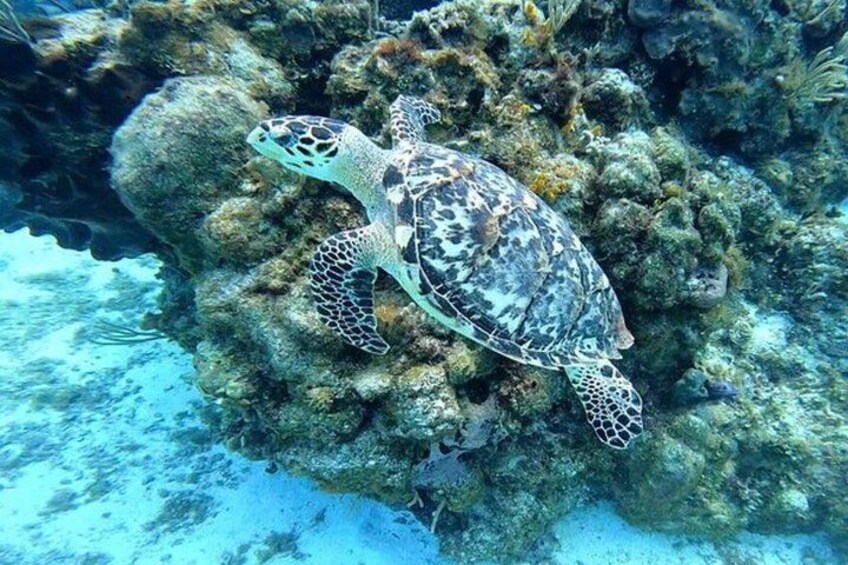Private boat snorkeling in Puerto Morelos 4