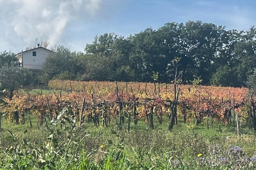 A vineyard with rows of grapevines, a house in the background, and a forested area. 1