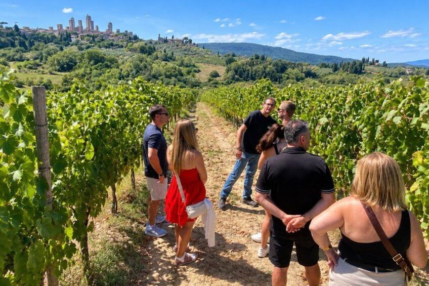 A group of people walking through a vineyard with rows of grapevines. 4