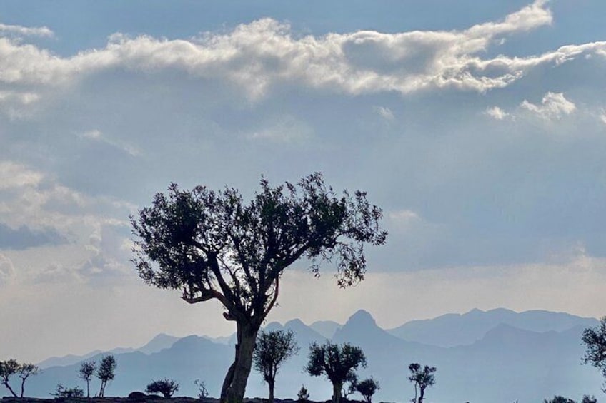Een eenzame boom met een brede kroon, een bergketen op de achtergrond en een heldere lucht met losse wolken. 5
